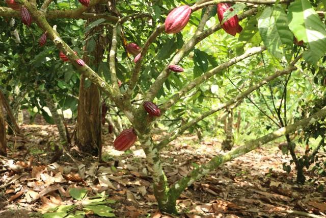 Grune Kakaobäume mit viel Sonnenschein und Kakaobohnen