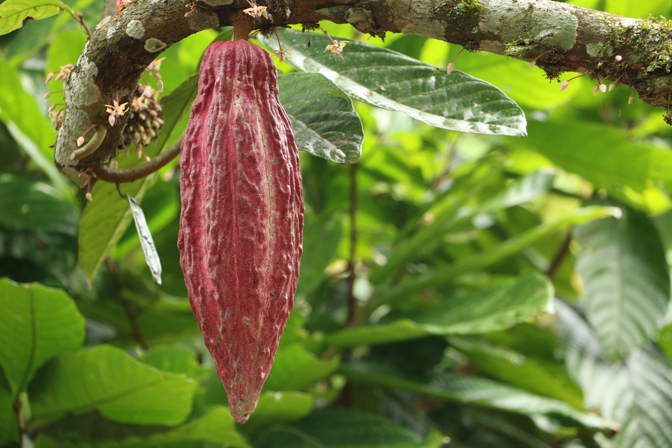 Eine Edelkakao-Frucht hängt leicht auf dem Kakaobaum